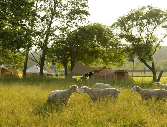 恵庭,ファームステイ,農業体験,Sheep Sheep Camping Field,えこりん村