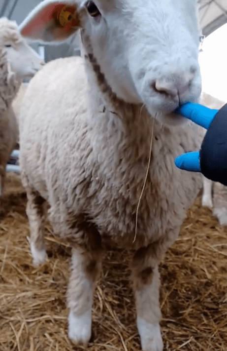 恵庭,ファームステイ,農業体験,Sheep Sheep Camping Field,えこりん村