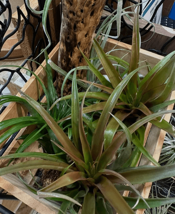 恵庭,花屋,おしゃれ,おすすめ,口コミ,評判,フラワーショップ花一